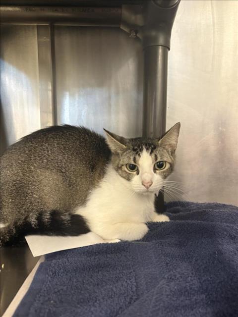picture of the cat needing adoption