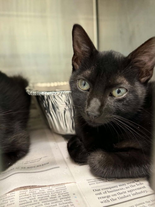 picture of the cat needing adoption