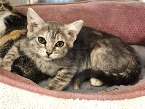 picture of the cat needing adoption