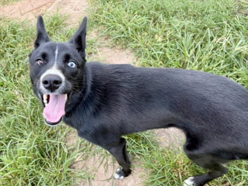 picture of the dog needing adoption