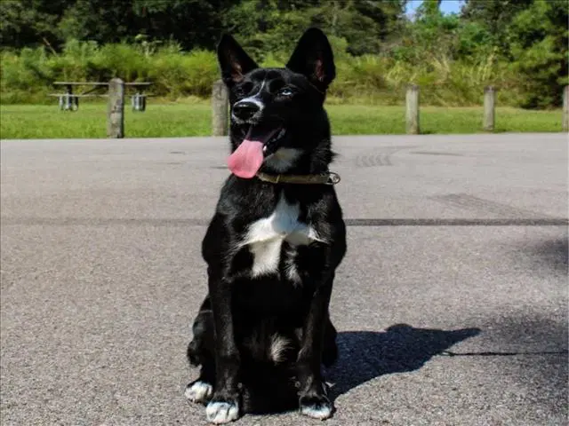 Mochi image 1
