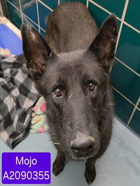 Unknown - Belgian Shepherd Malinois