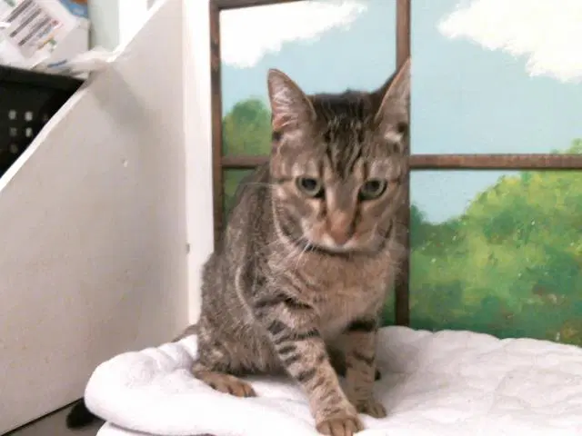 Stripe - Domestic Short Hair