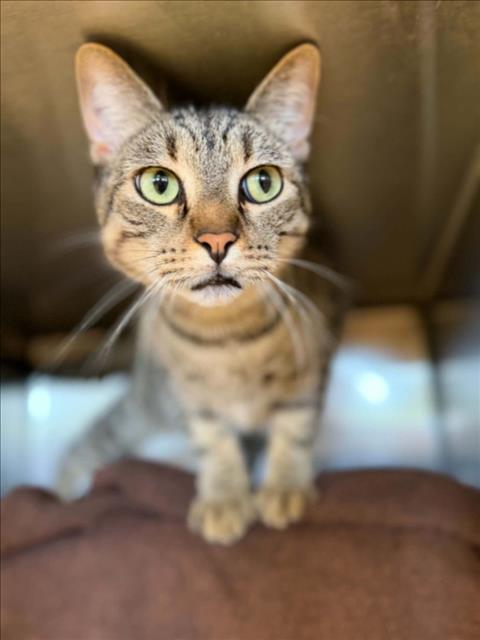 picture of the cat needing adoption