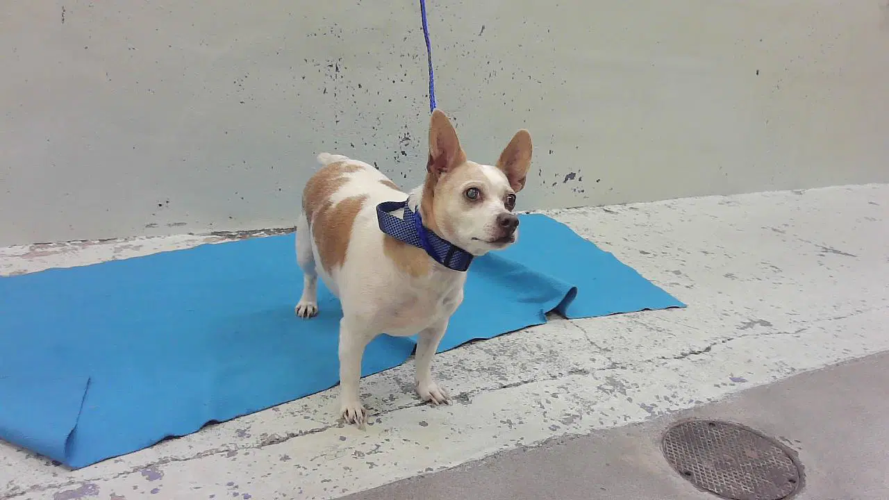 Speedy - Chihuahua