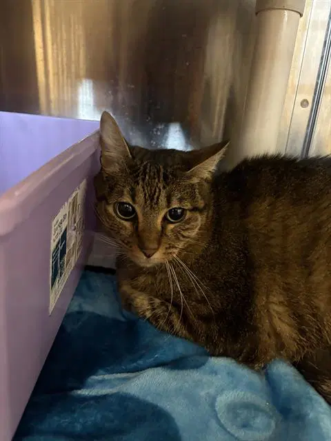 Cai - Domestic Short Hair