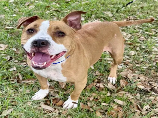 Girly - Staffordshire Bull Terrier