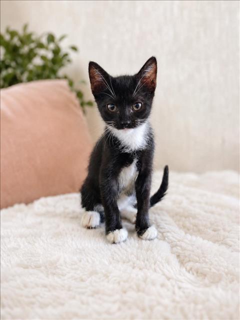 picture of the cat needing adoption