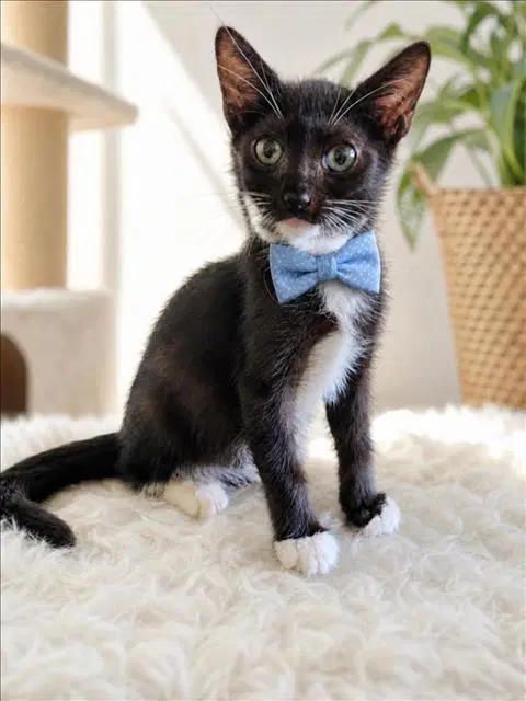 Max - Domestic Short Hair