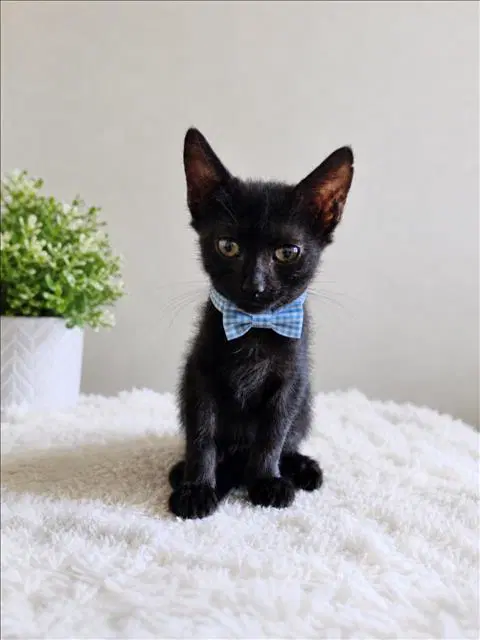 Astro - Domestic Short Hair
