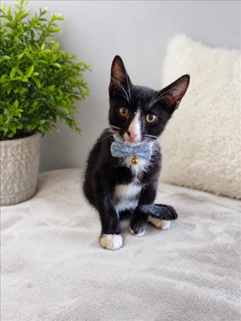 picture of the cat needing adoption