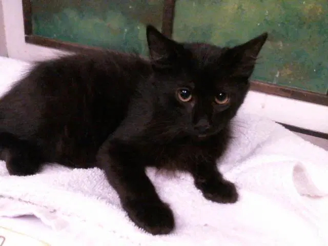 Atlas - Domestic Short Hair