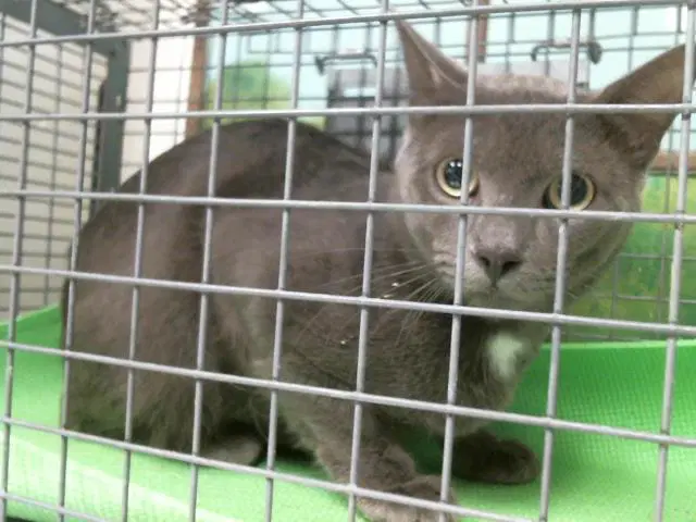 Mars - Russian Blue