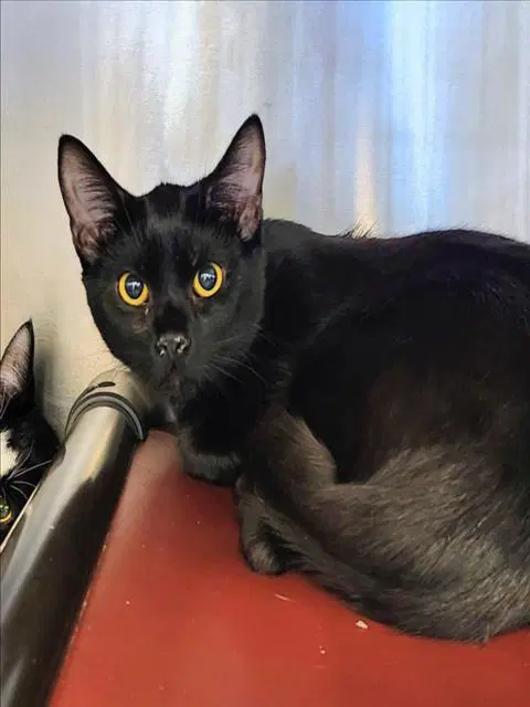 Chaval - Domestic Short Hair