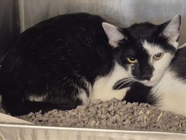 Chely - Domestic Short Hair