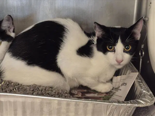 Charitin - Domestic Short Hair