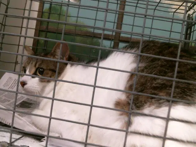 Jaxie - Domestic Short Hair