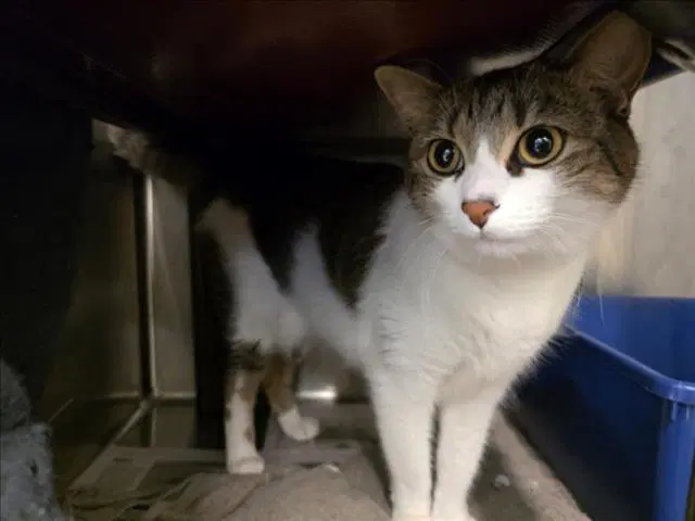 Jaxie - Domestic Short Hair