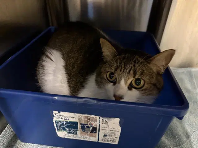 Jaxie - Domestic Short Hair
