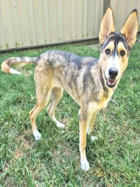 Bella - Siberian Husky