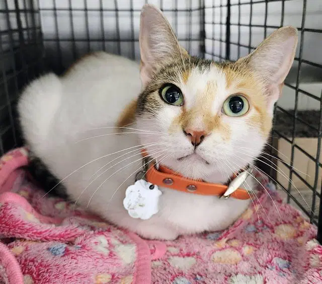 Kasha - Domestic Medium Hair