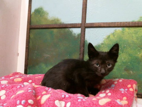 picture of the cat needing adoption
