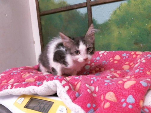 picture of the cat needing adoption
