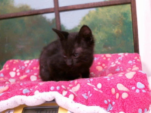 picture of the cat needing adoption