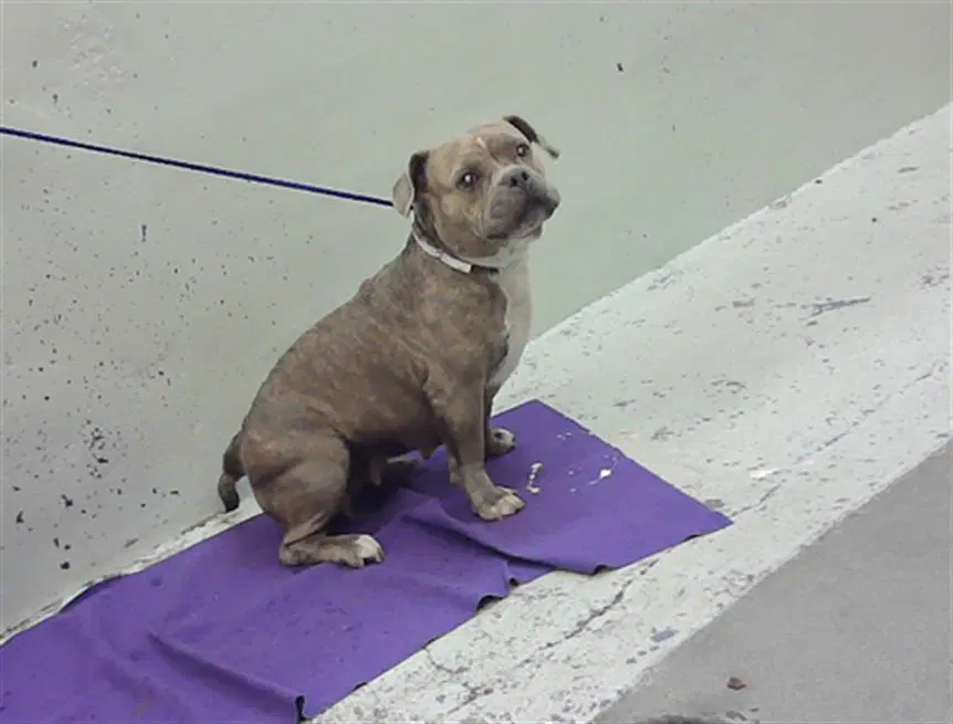 Roxie - Staffordshire Bull Terrier