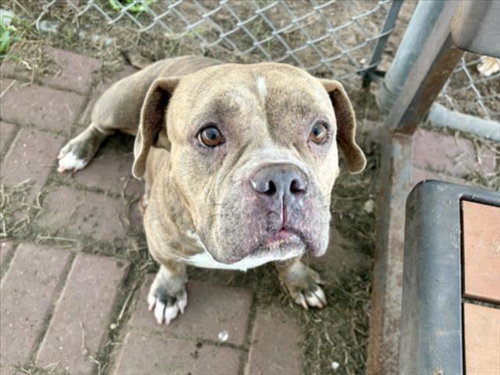picture of the dog needing adoption