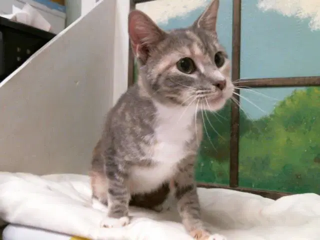 Carol - Domestic Short Hair