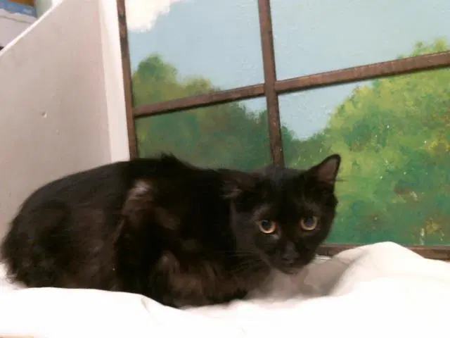 Peppa - Domestic Short Hair