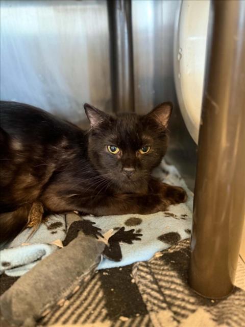picture of the cat needing adoption