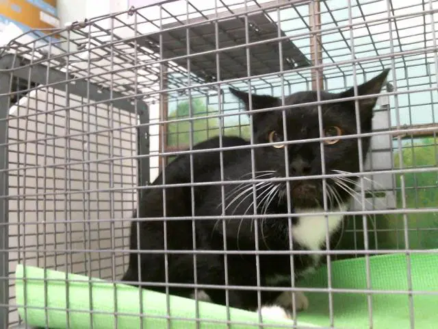 Unknown - Domestic Short Hair