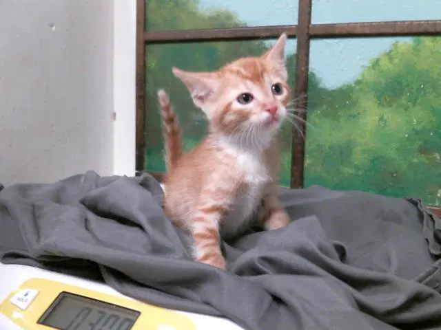 Jack - Domestic Short Hair