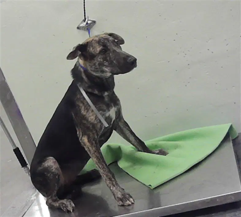 Melody - Staffordshire Bull Terrier