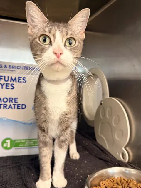 Lavender - Domestic Short Hair