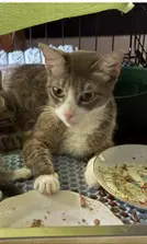 Lavender - Domestic Short Hair