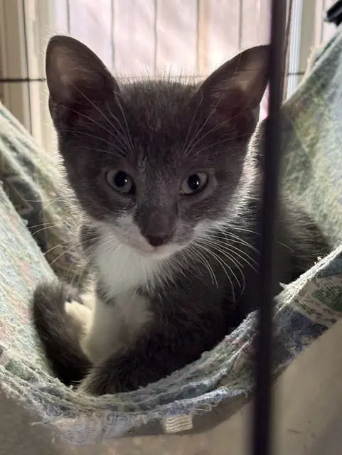 Penny - Domestic Short Hair