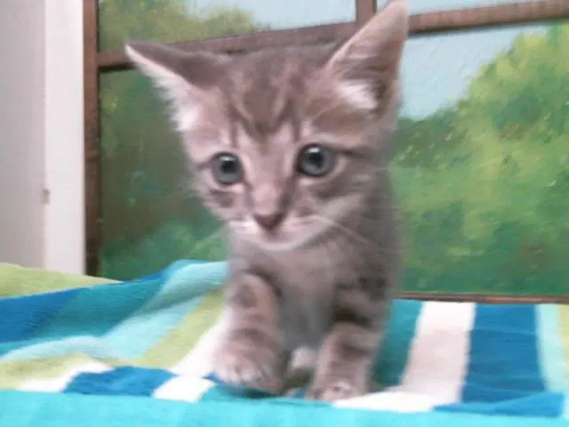 Peral - Domestic Short Hair