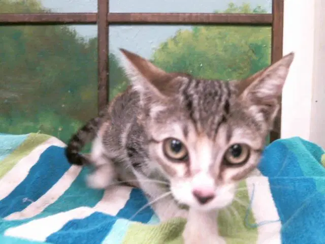 Tulip - Domestic Short Hair