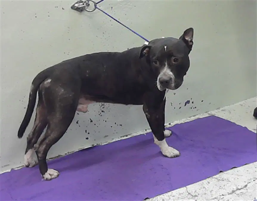 Rocky - Staffordshire Bull Terrier