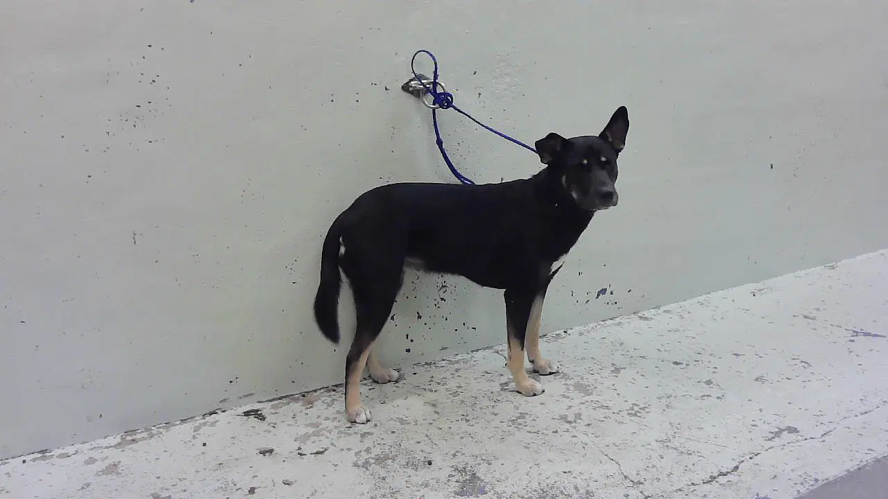 Unknown - German Shepherd Dog