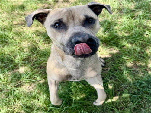 picture of the dog needing adoption