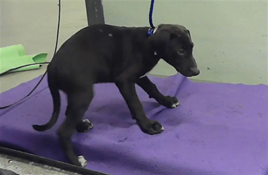 Unknown - Labrador Retriever