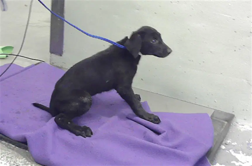 Unknown - Labrador Retriever