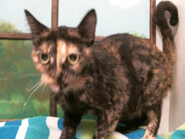 Unknown - Domestic Short Hair
