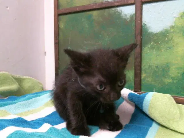 Unknown - Domestic Short Hair