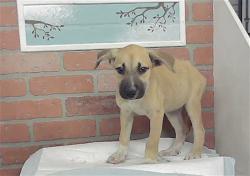Unknown - Staffordshire Bull Terrier