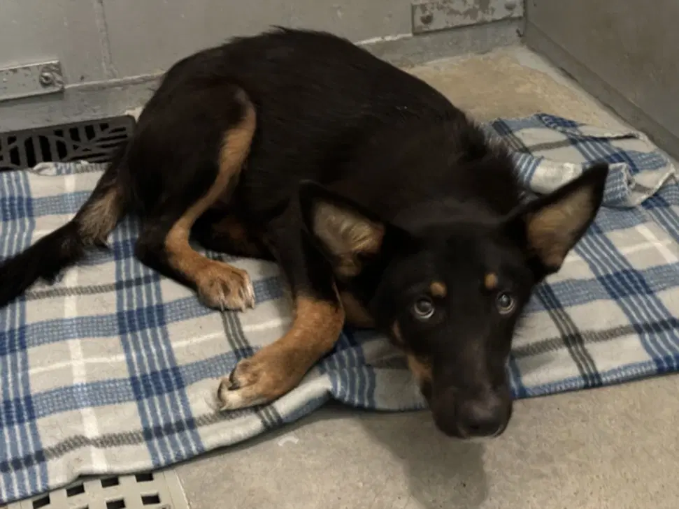 Bing - German Shepherd Dog